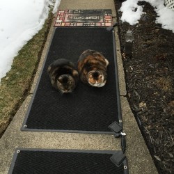 Heated Snow Melting Walkway Mat for home, 20x60